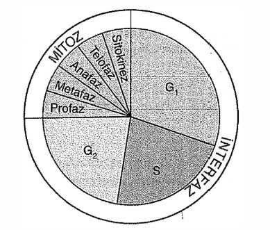 hücre döngüsü metafazı