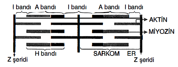 11 Sinif Insan Fizyolojisi Cikmis Sorular Testi Coz 2